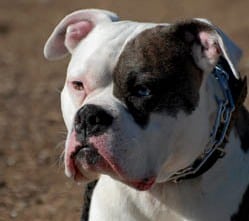 Alapaha Blue Blood Bulldog