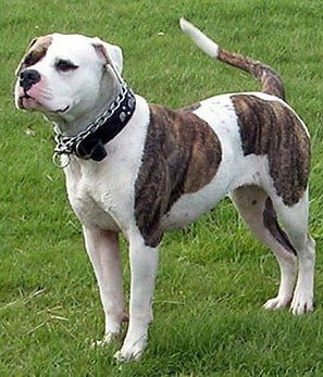 Alapaha Blue Blood Bulldog standing in the grass
