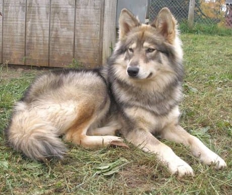 Native American Indian Dog