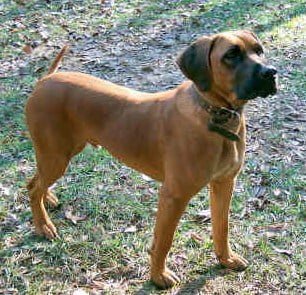 Adult Black Mouth Cur