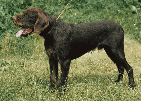 Pudelpointer