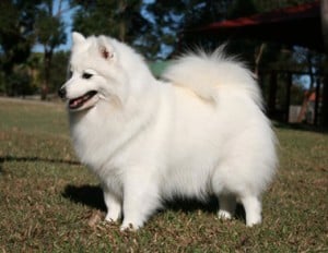 Japanese Spitz
