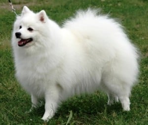 Japanese Spitz