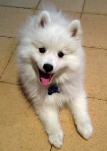 Japanese Spitz