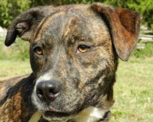 Mountain Cur