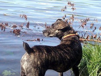 Mountain Cur