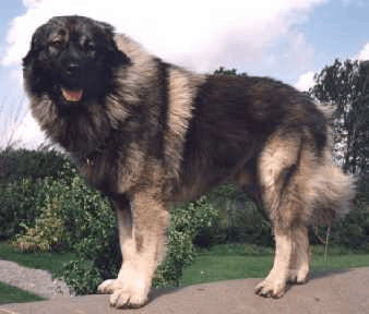 Sarplaninac Dog