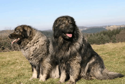 Sarplaninac Dog
