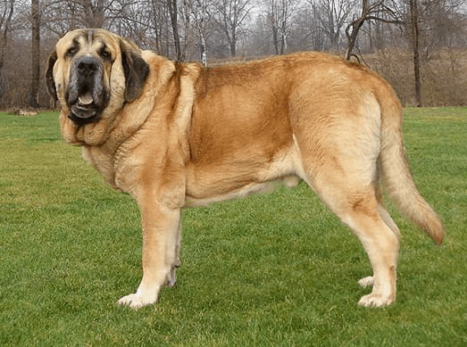 Spanish Mastiff