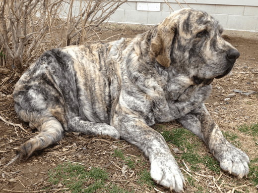Spanish Mastiff
