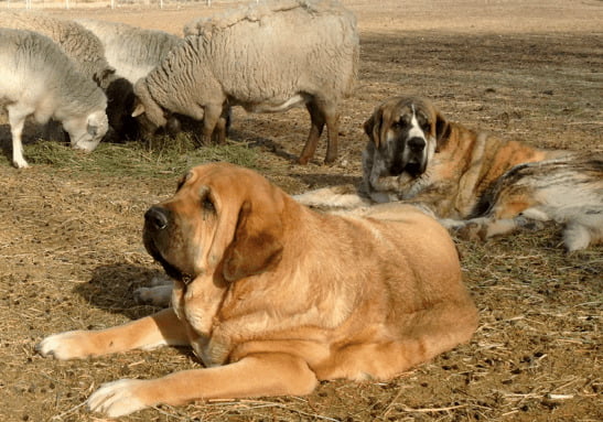 Spanish Mastiff