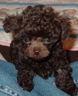 Tiny Teacup Poodle