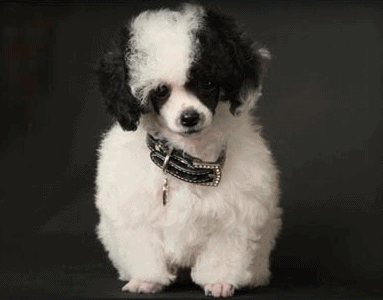 Teacup Poodle
