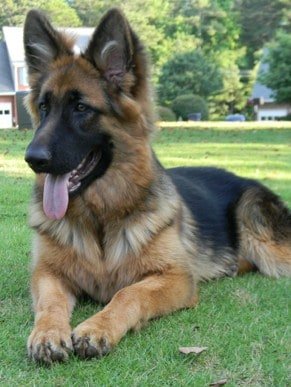 King Shepherd Dog