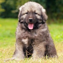 Sarplaninac Puppies for Sale