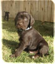 PudelPointer Puppies