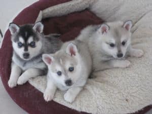 alaskan klee kai puppies