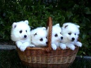 Japanese Spitz Puppies