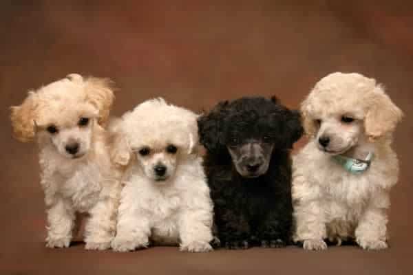 Teacup Poodle Puppies For Sale