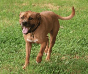Boxer Lab Mix