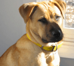Boxer Lab Mix
