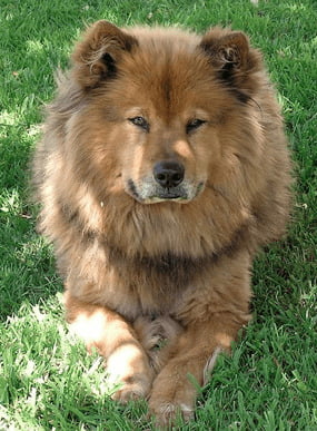 German Shepherd Chow Mix