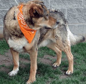 German Shepherd Chow Mix