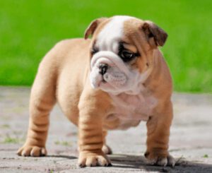 Miniature Bulldog