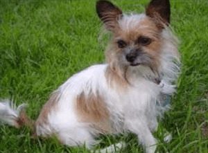 Shih Tzu Chihuahua Mix