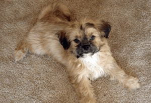 Shih Tzu Chihuahua Mix