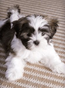 Shih Tzu Maltese mix