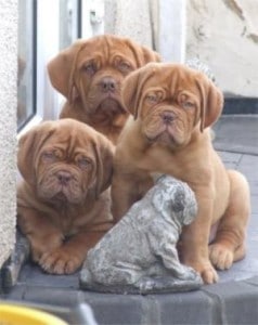 French Mastiff Puppies For Sale