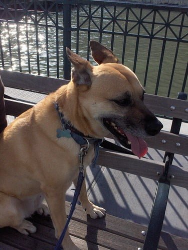 German Shepherd Pitbull Mix