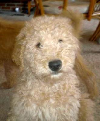 german shepherd poodle mix