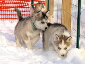 Native American Indian Puppies For Sale