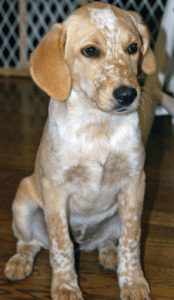 Beagle Labrador Mix 