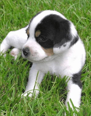 Beagle Labrador Mix