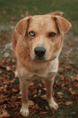 Labrador Retriever Husky Mix