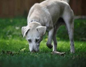 Labrador Retriever Husky Mix