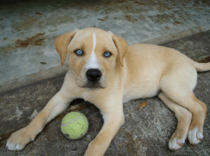 Labrador Retriever Husky Mix