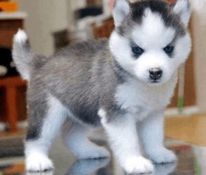 Pomeranian Husky Mix