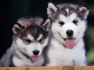 Pomeranian Husky Mix