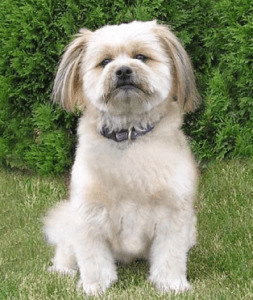 Pomeranian Shih Tzu Mix