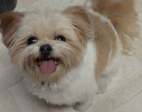 Pomeranian Shih Tzu Mix