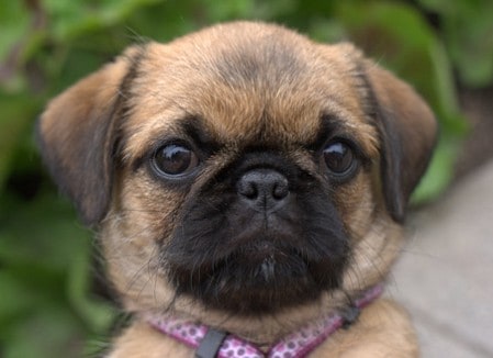 Pug Shih Tzu Mix