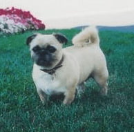 Pug Shih Tzu Mix