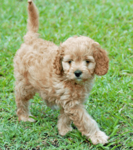 Scottish Terrier Poodle Mix