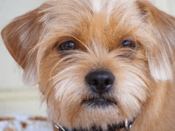 Shih Tzu Dachshund Mix