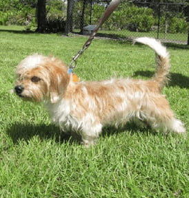 Shih Tzu Dachshund Mix