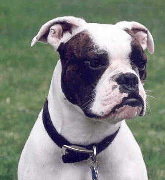 Valley Bulldog